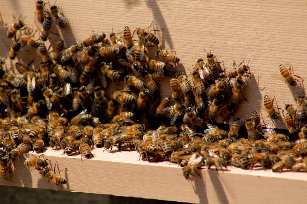 Bee hive removal service in Orange County Calif