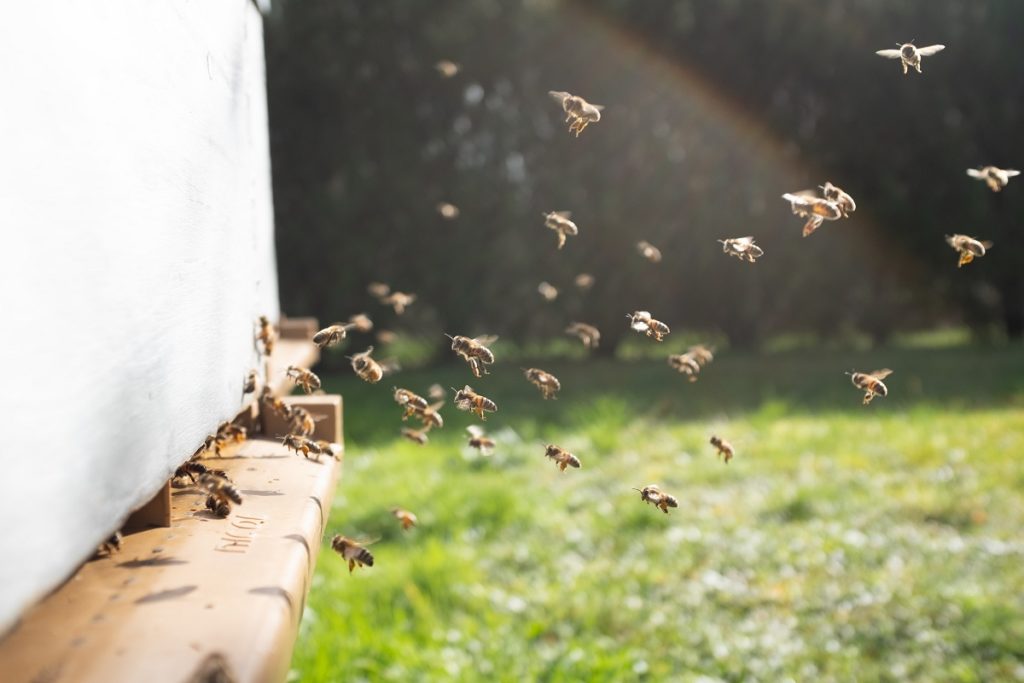 Bees swarming in Orange County Calif