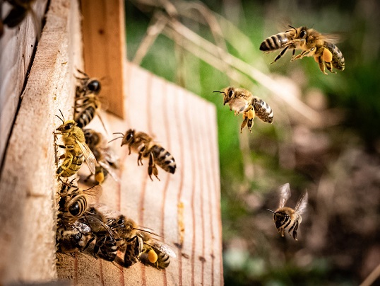 Bees and wasp removal in Lake Forest