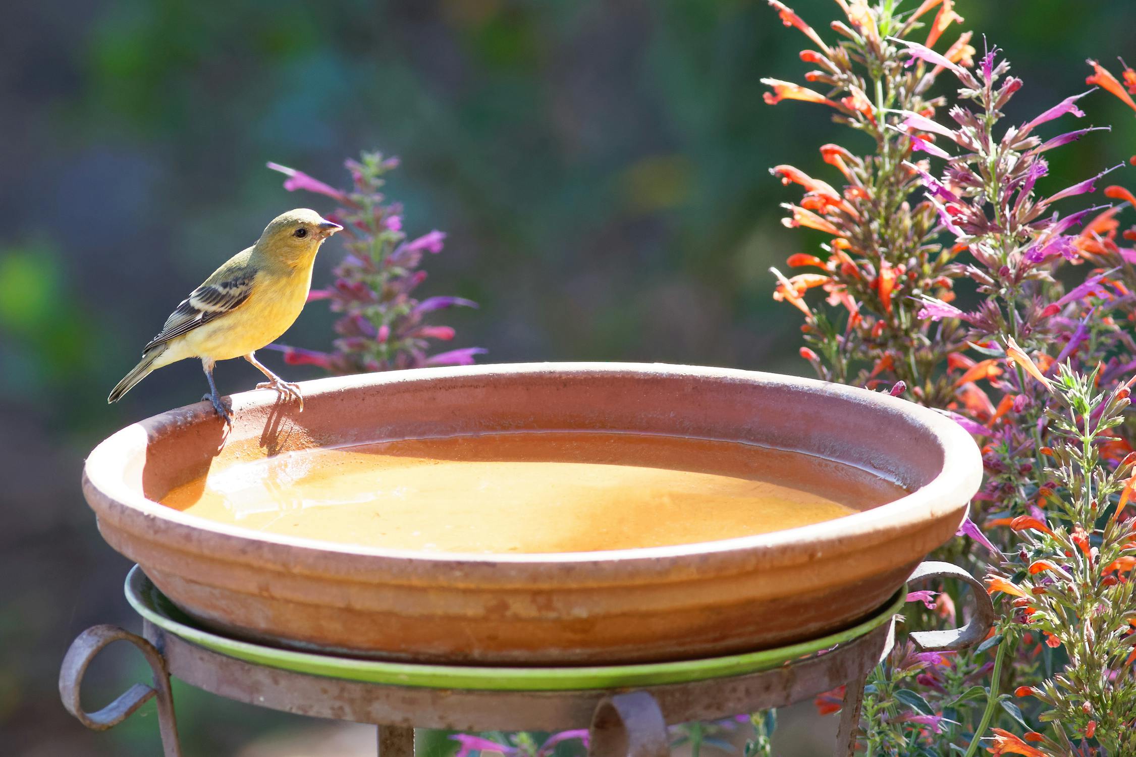 Water Fountain / Bird Bath - OC Bee Guy