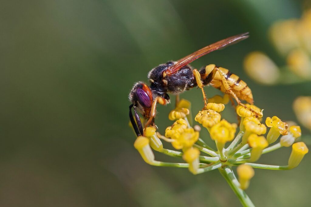 What do wasp eat