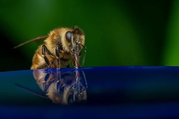 bee pool party