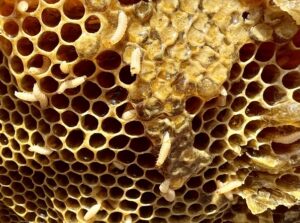 Larvae Infestation Wax Moth Larvae Infestation - OC Bee Guy