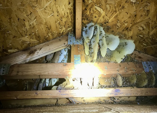 attic bee hives