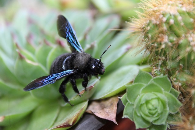 Carpenter bees