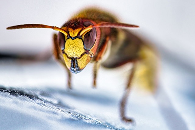 The Giant Asian Hornets