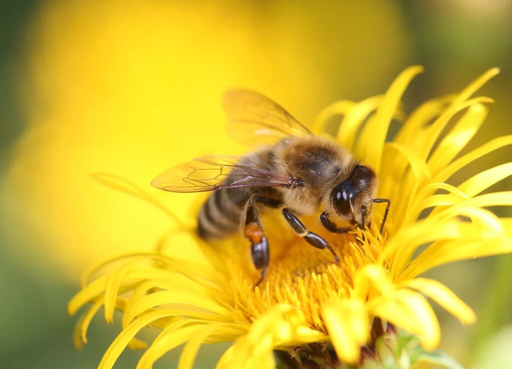 The Accidental Pollinators