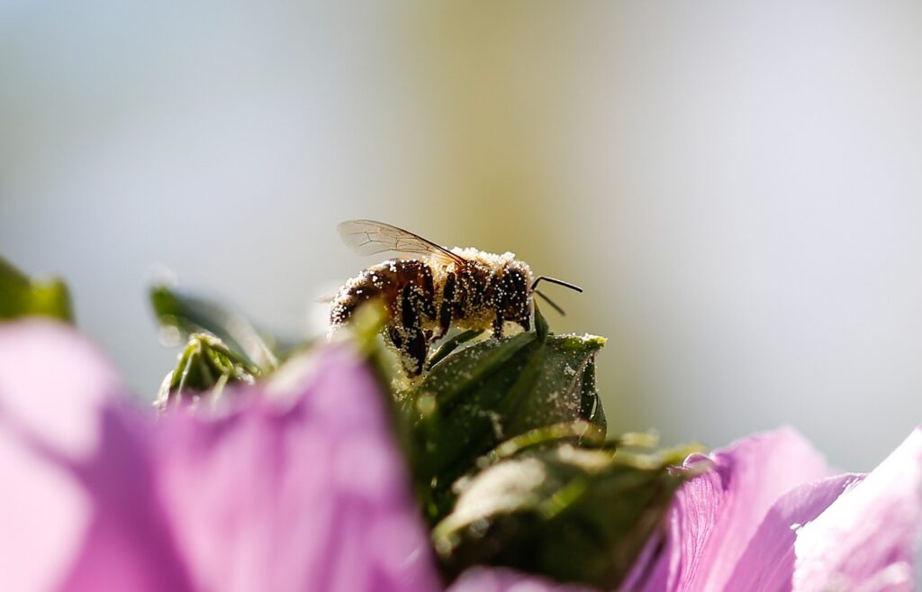 bees 14 days journey