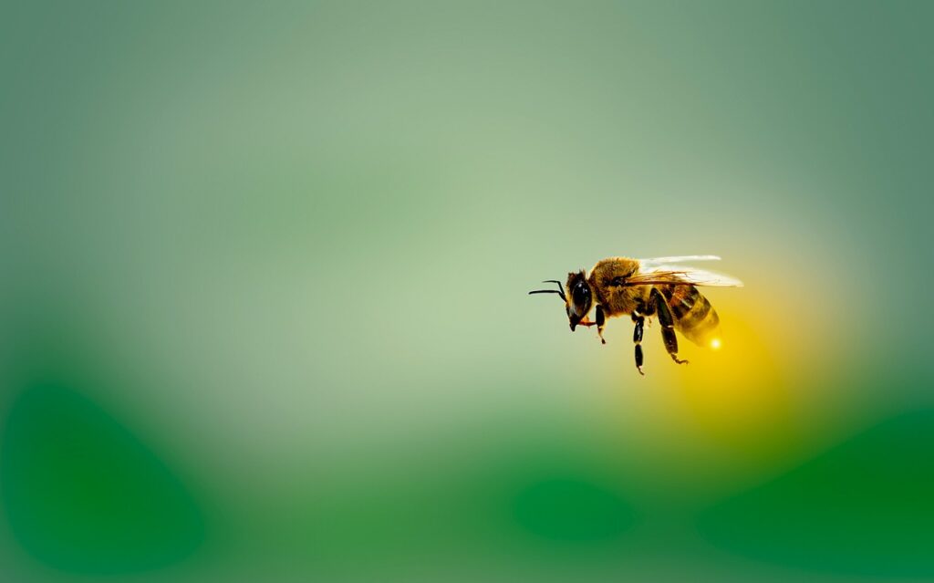 Why bees attack