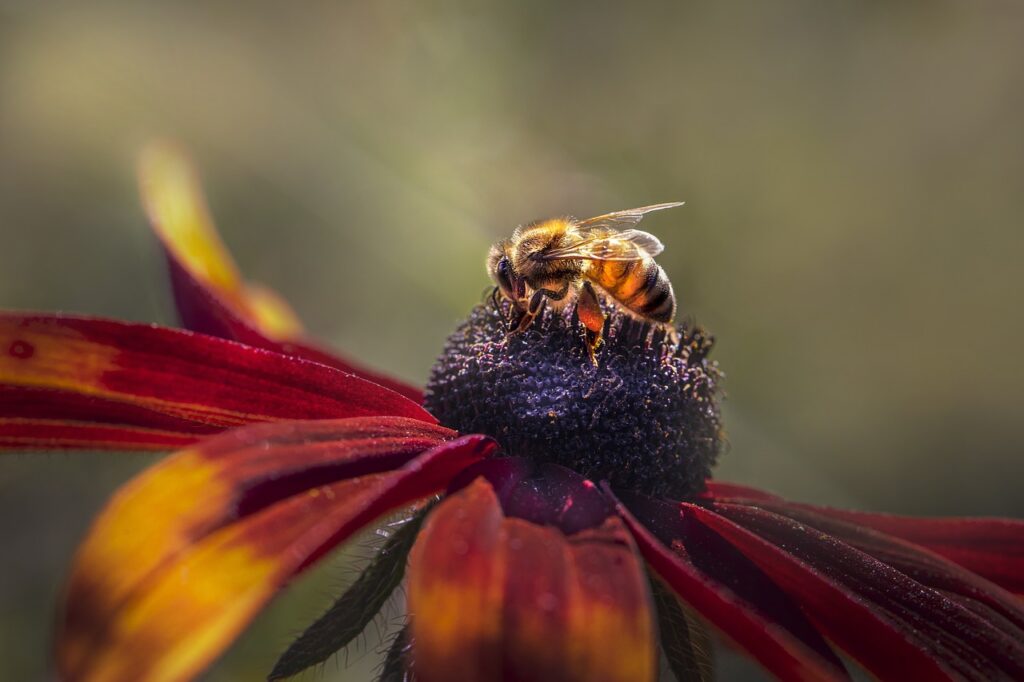 The Journey of Honey