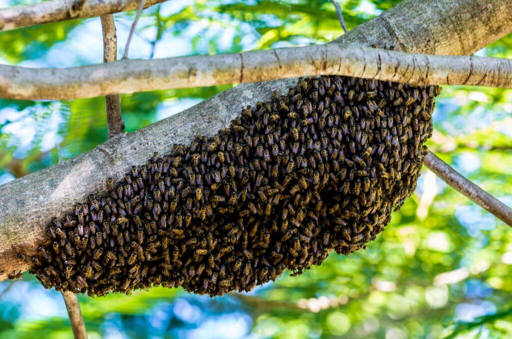 How many bees are in a swarm