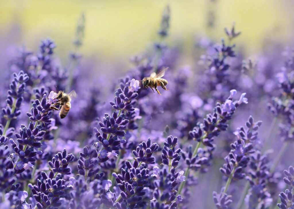 Why are honey bees black and yellow